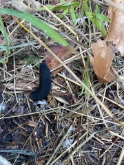 Belocaulus angustipes