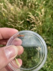 Rhagonycha fulva