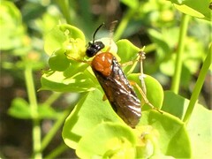 Sterictiphora angelicae