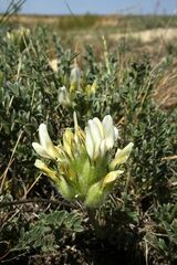 Astragalus arkalycensis