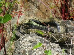 Malpolon monspessulanus