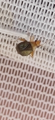 Halticus luteicollis