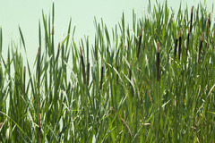 Typha shuttleworthii