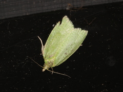 Tortrix viridana