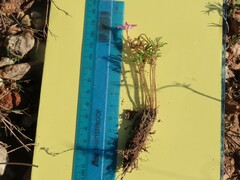 Oxalis droseroides