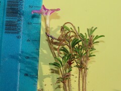 Oxalis droseroides