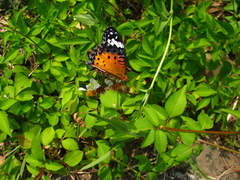Argynnis hyperbius hyperbius