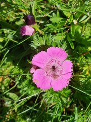 Dianthus alpinus