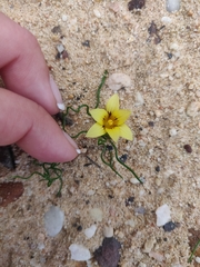 Romulea tortuosa