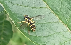 Xanthogramma pedissequum