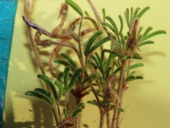 Oxalis droseroides