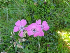Dianthus alpinus