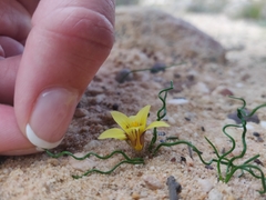 Romulea tortuosa