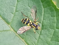 Xanthogramma pedissequum