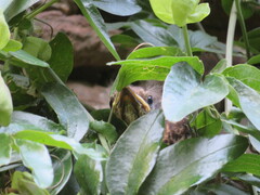 Turdus merula