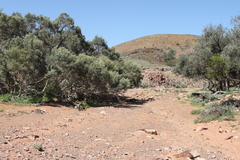 Melaleuca glomerata