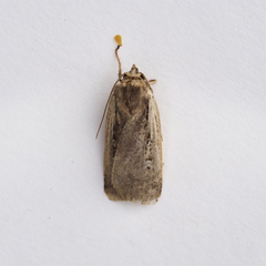 Ochropleura