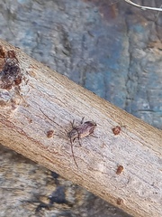 Exocentrus punctipennis