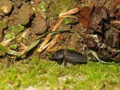 Dorcus parallelipipedus