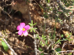 Oxalis droseroides