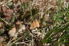 Lythria cruentaria