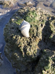 Melongena