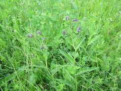 Symphytum officinale