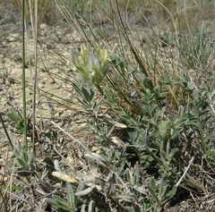 Astragalus arkalycensis
