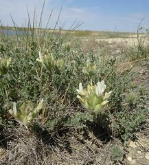 Astragalus arkalycensis
