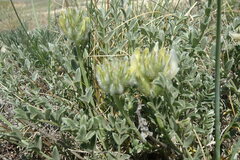 Astragalus arkalycensis