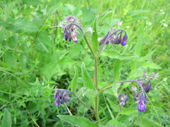 Symphytum officinale