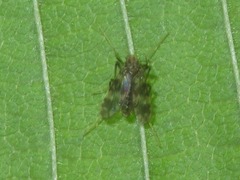 Psectrotanypus varius