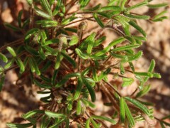 Oxalis droseroides