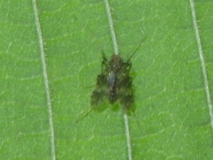 Psectrotanypus varius