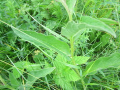 Symphytum officinale