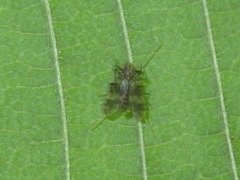 Psectrotanypus varius