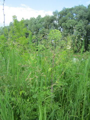 Angelica archangelica
