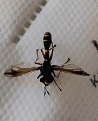 Physocephala rufipes
