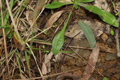 Plantago cunninghamii