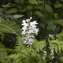 Calanthe odora