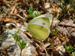 Pieris ergane