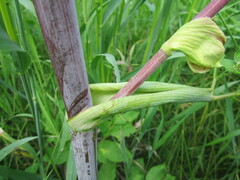 Angelica archangelica