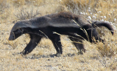 Mellivora capensis