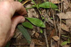 Plantago cunninghamii
