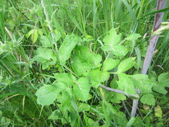 Angelica archangelica