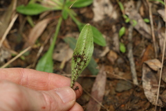 Plantago cunninghamii