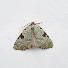 Leuconycta diphteroides