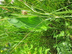 Plantago maxima