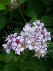 Spiraea japonica