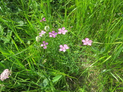 Dianthus chinensis